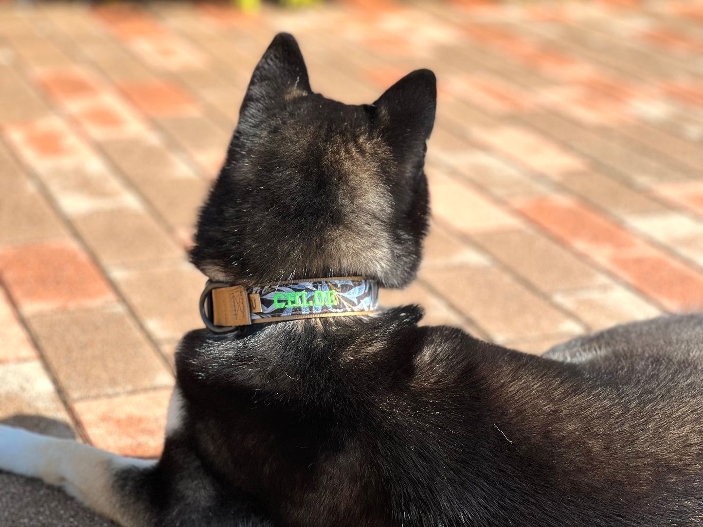 【Buckle collar】William Morris "Willow Bough" -  BLUE×COYOTE BROWN