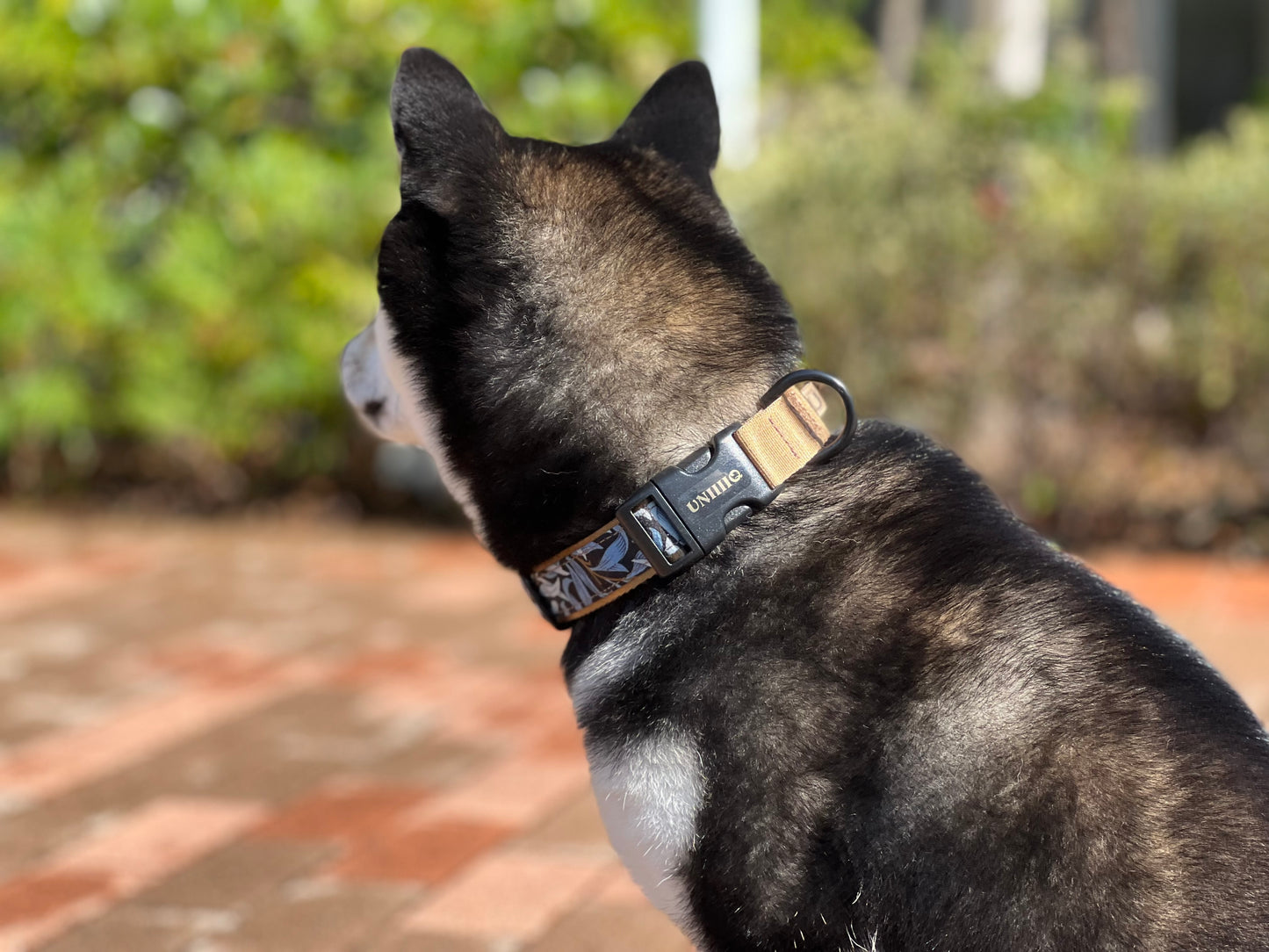 【Buckle collar】William Morris "Willow Bough" - BLUE×COYOTE BROWN