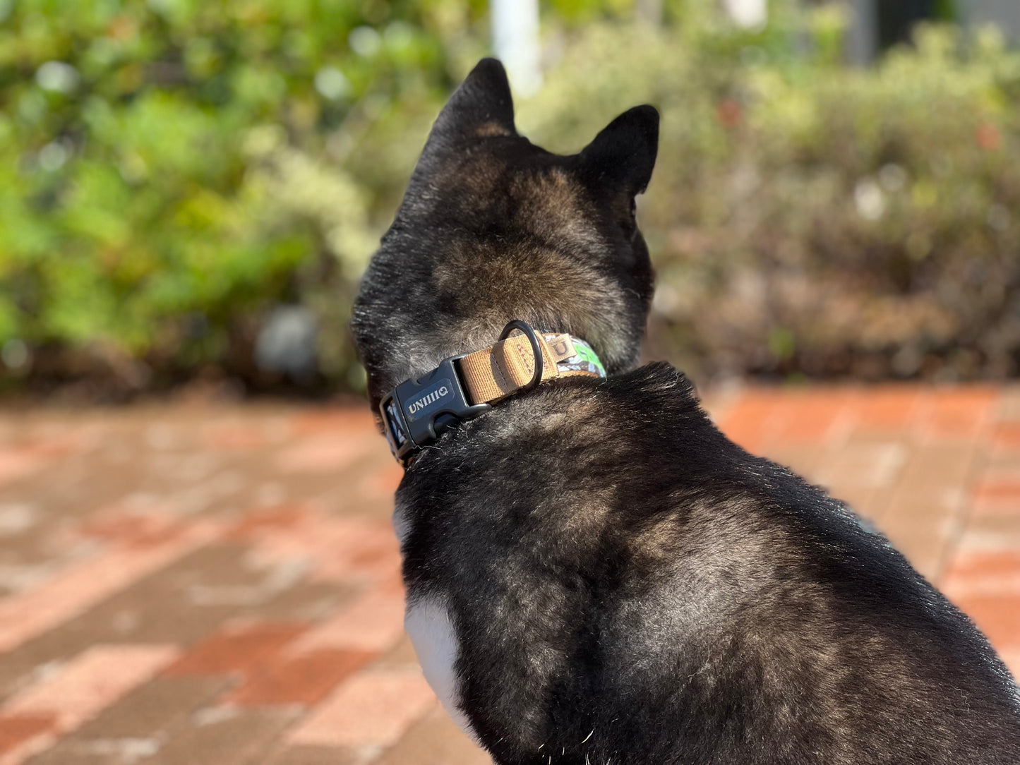 【Buckle collar】William Morris "Willow Bough" - BLUE×COYOTE BROWN
