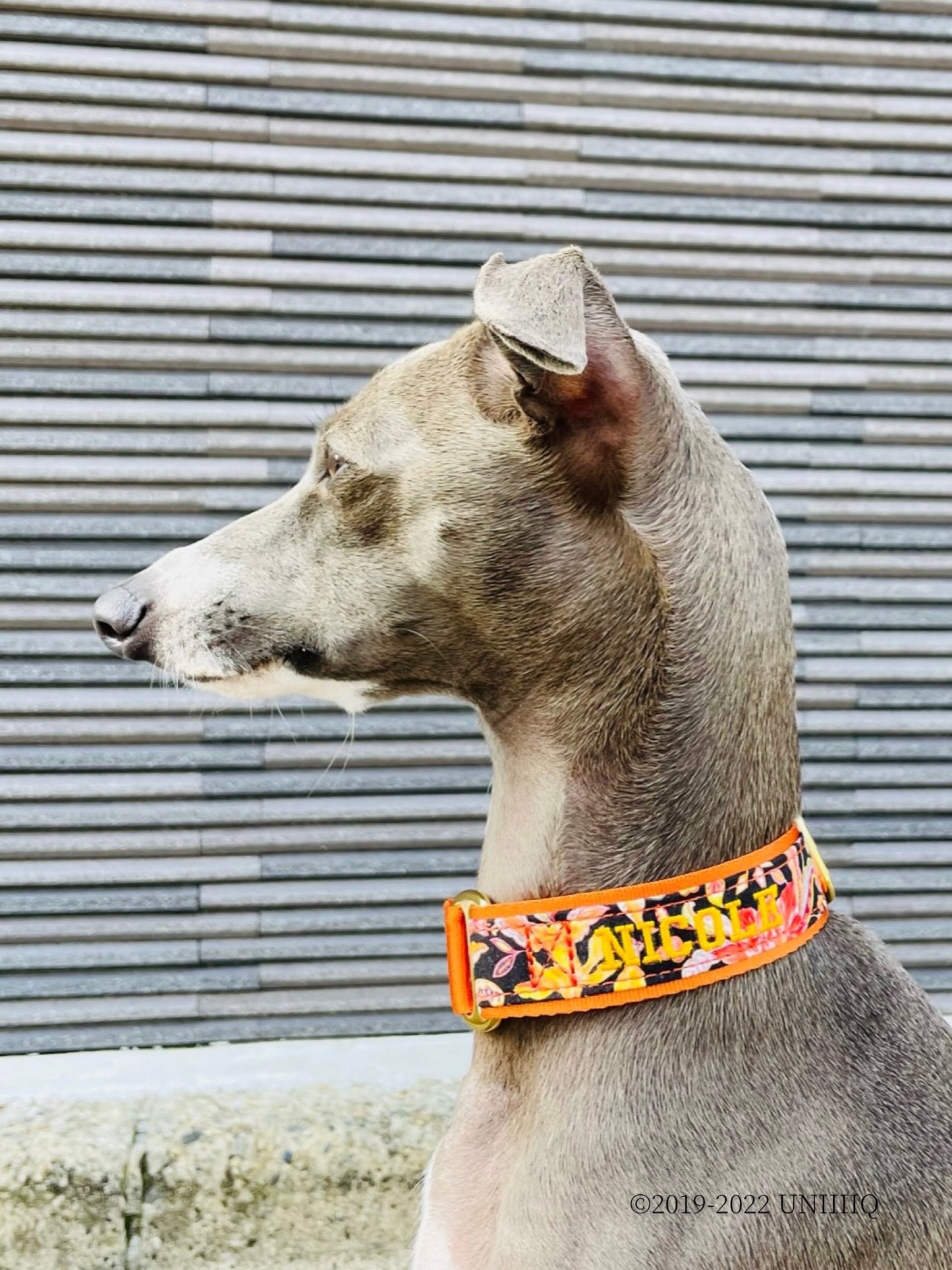 【Martingale collar】Liberty Fabrics "Garden" ORANGE