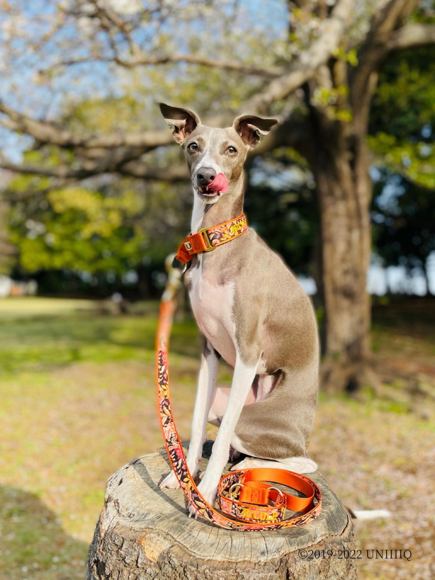 【Martingale collar】Liberty Fabrics "Garden" ORANGE